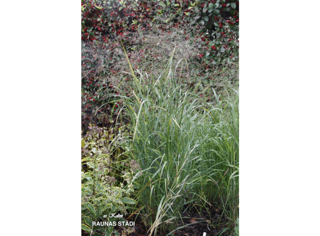 Panicum virgatum   'Emerald Chief'